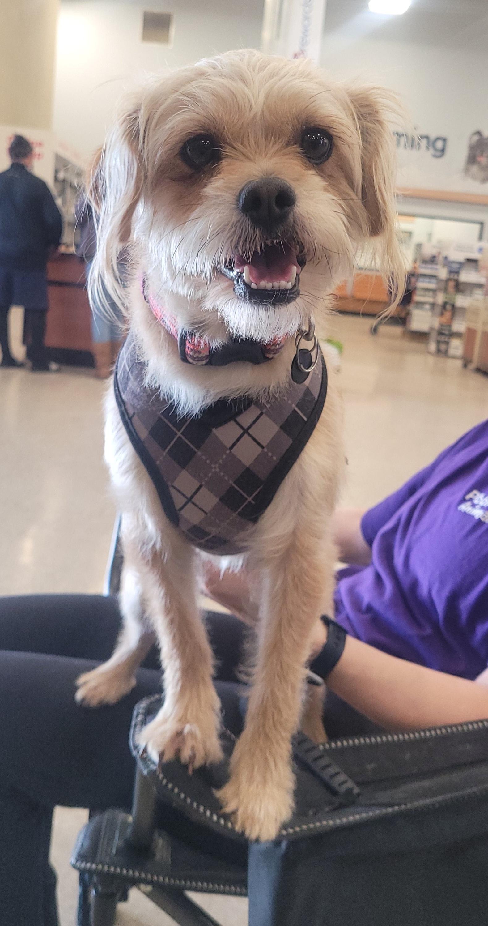 Enlarge Roger, a ADOPTABLE mixed breed in Reseda, CA image 2/5