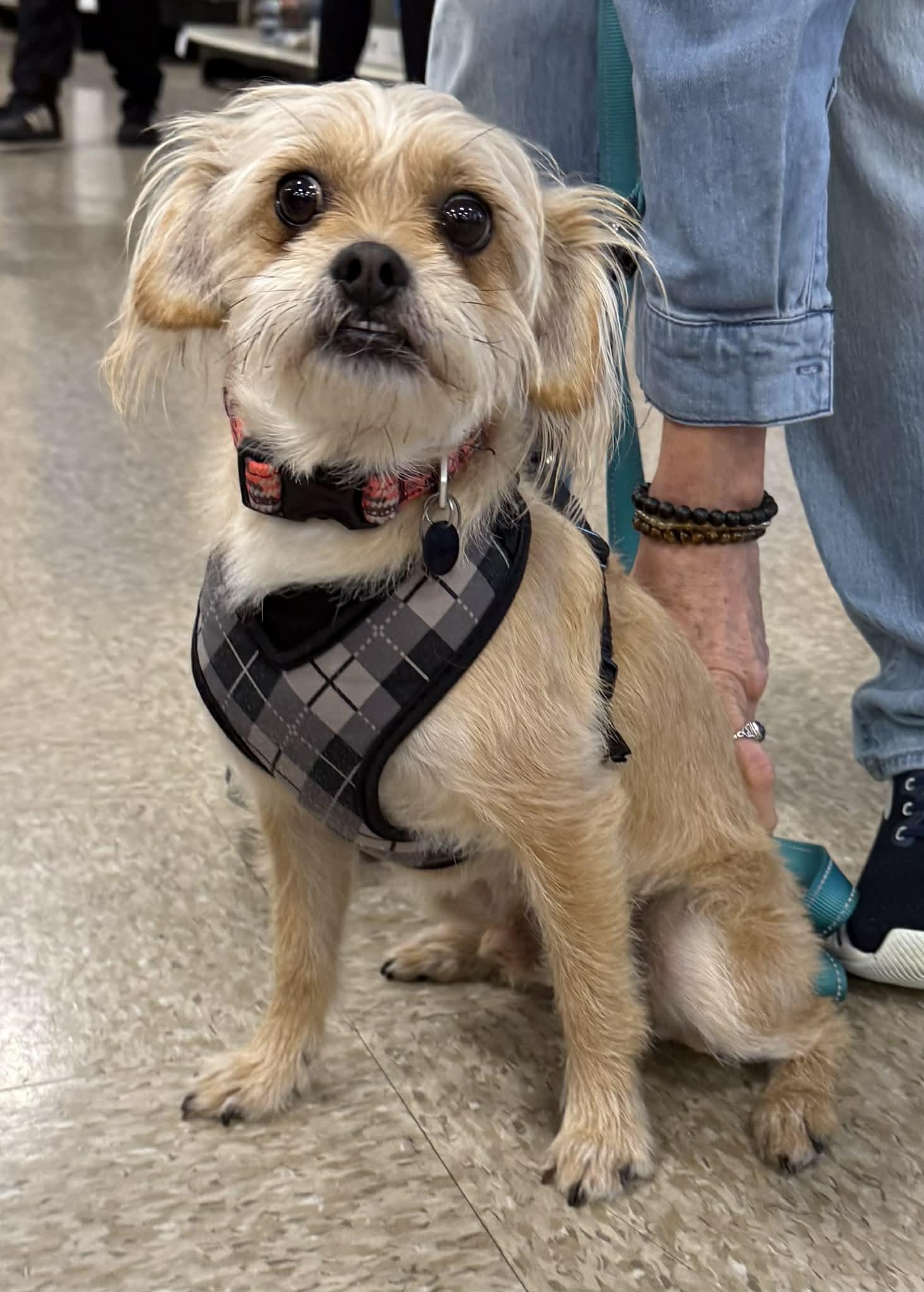 Roger, ADOPTABLE, Adult Male Jack Russell Terrier & Maltese.