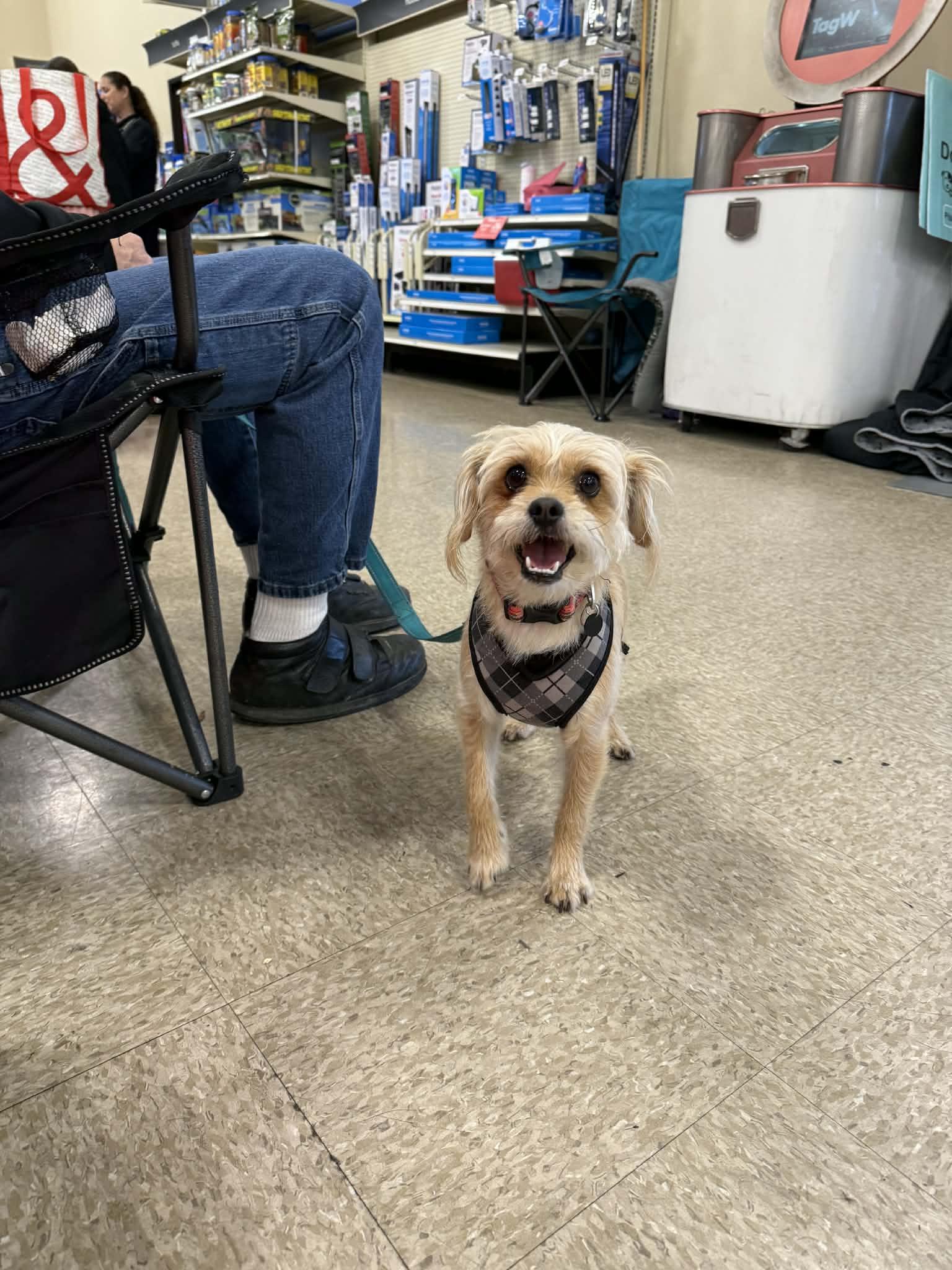 Enlarge Roger, a ADOPTABLE mixed breed in Reseda, CA image 3/5