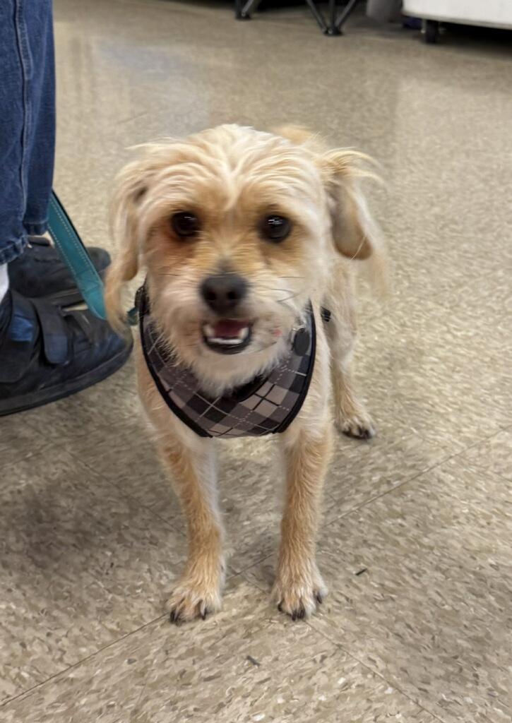 Enlarge Roger, a ADOPTABLE mixed breed in Reseda, CA image 4/5