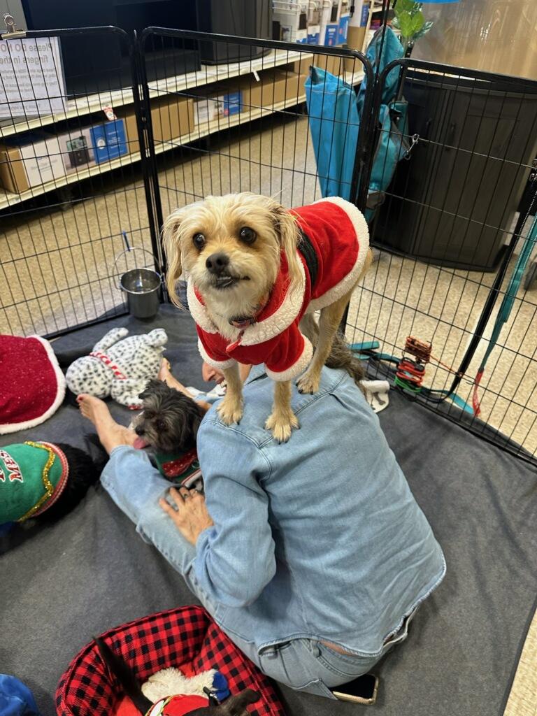 Enlarge Roger, a ADOPTABLE mixed breed in Reseda, CA image 5/5