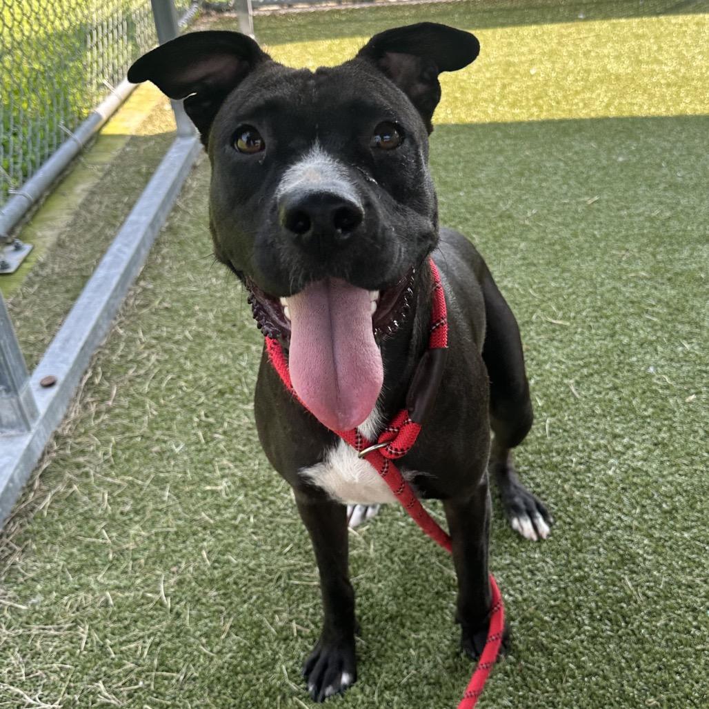 Web, ADOPTABLE, Adult Female Mixed Breed.