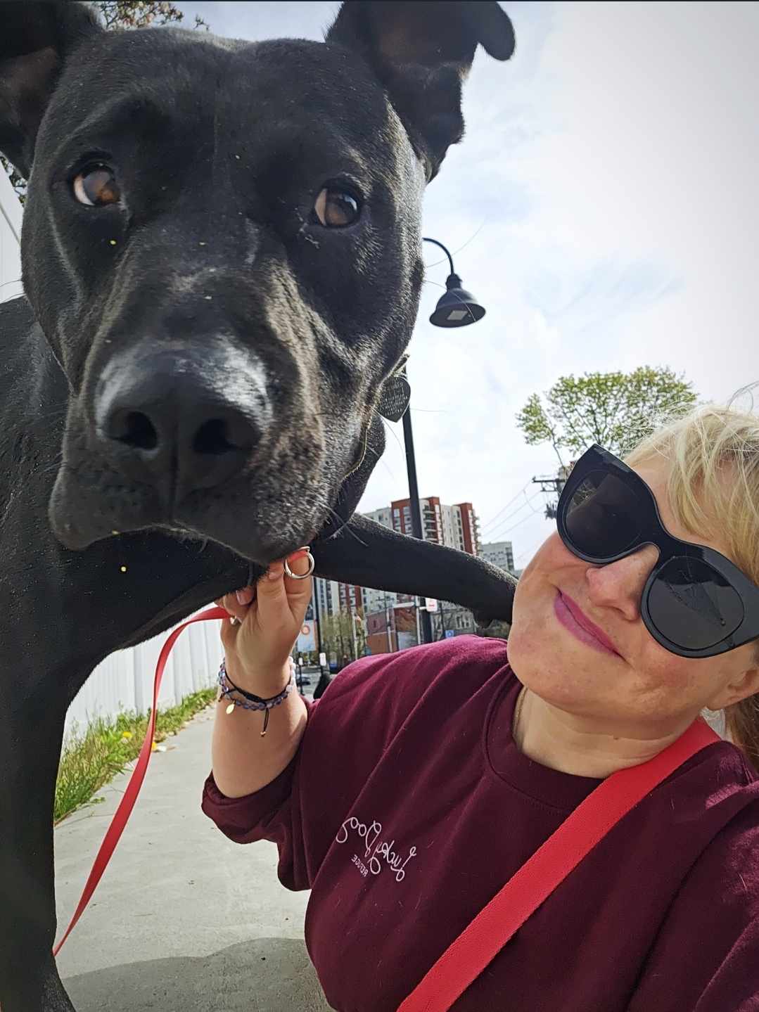 Enlarge Slate, a Adoptable American Staffordshire Terrier in Stamford, CT image 6/6