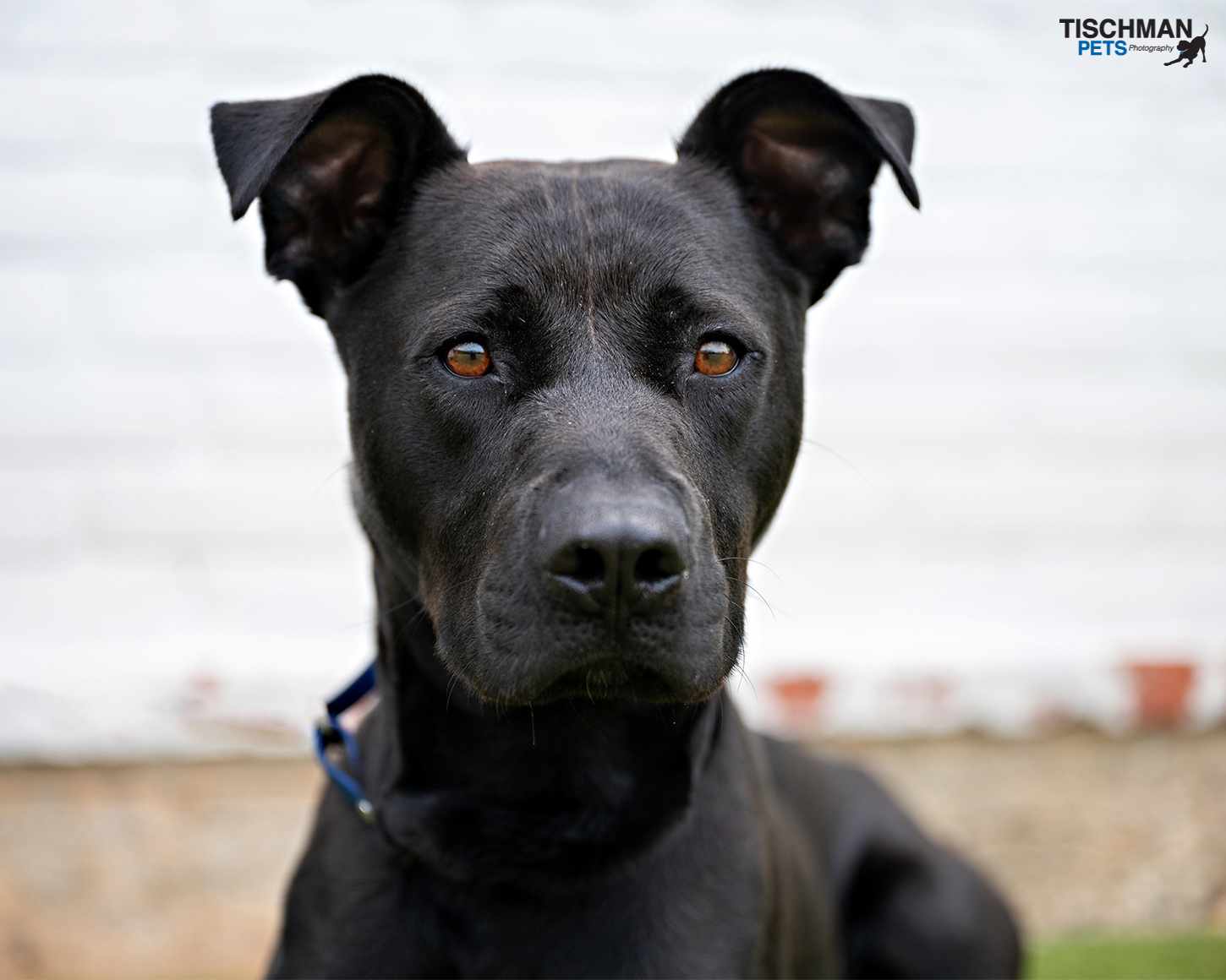 Slate, Adoptable, Young Male American Staffordshire Terrier.
