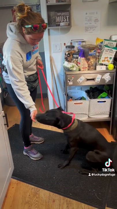 Enlarge Slate, a Adoptable American Staffordshire Terrier in Stamford, CT video 2/6