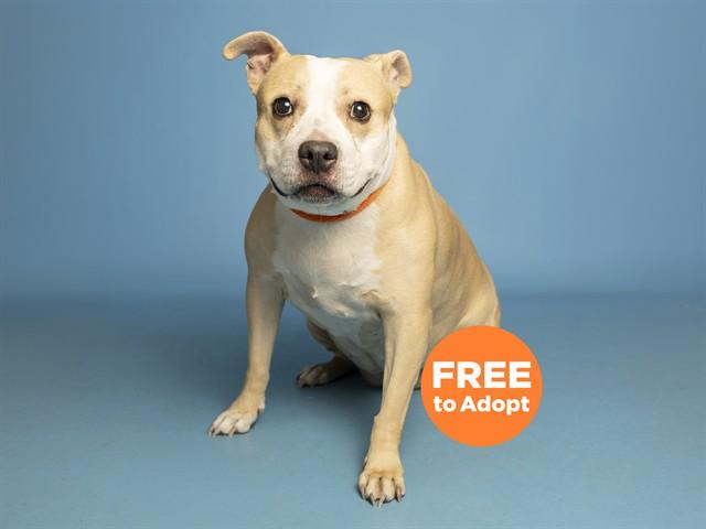 Enlarge ROXY, a Adoptable Pit Bull Terrier in Phoenix, AZ image 1/1