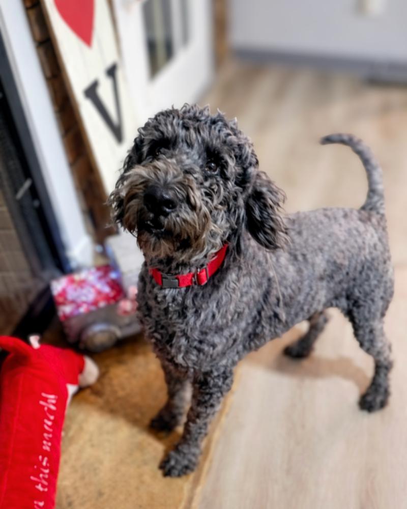 Blueberry Bliss, Adoptable, Adult Female Poodle.