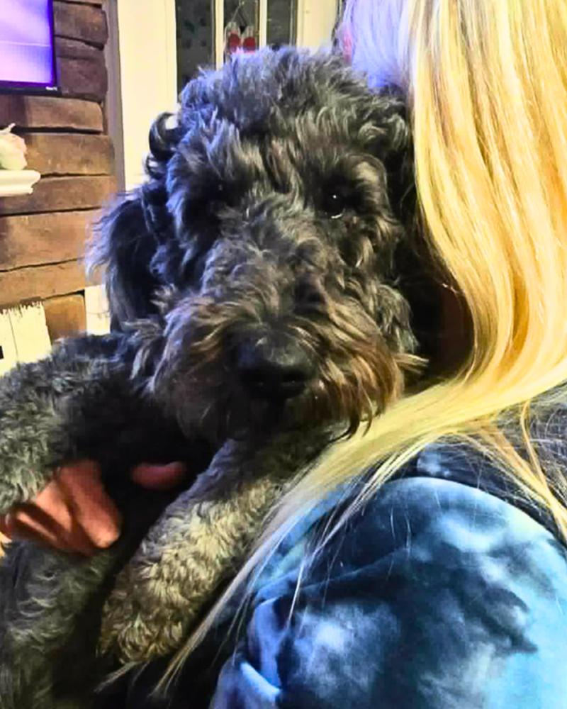 Enlarge Blueberry Bliss, a Adoptable mixed breed in Wayne, NJ image 2/2