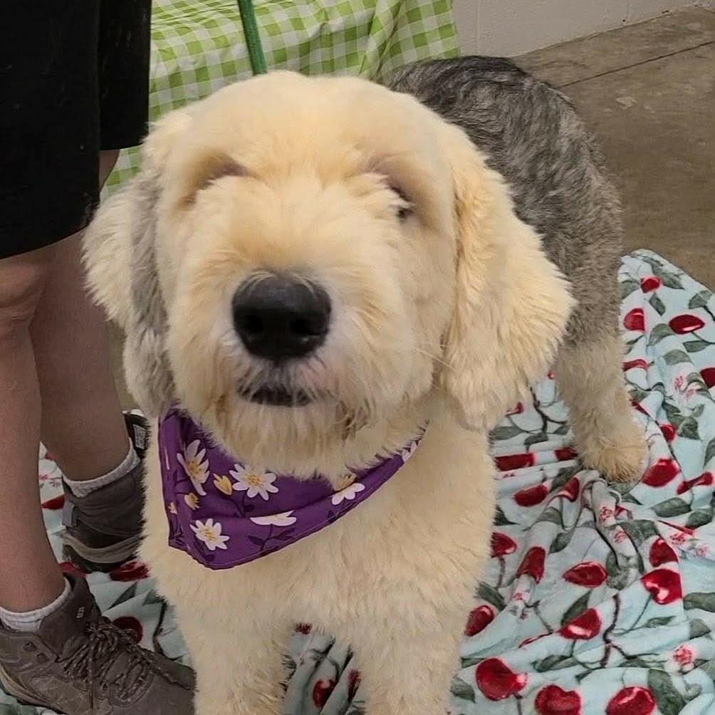 Boomer, Adoptable, Adult Male Sheep Dog.