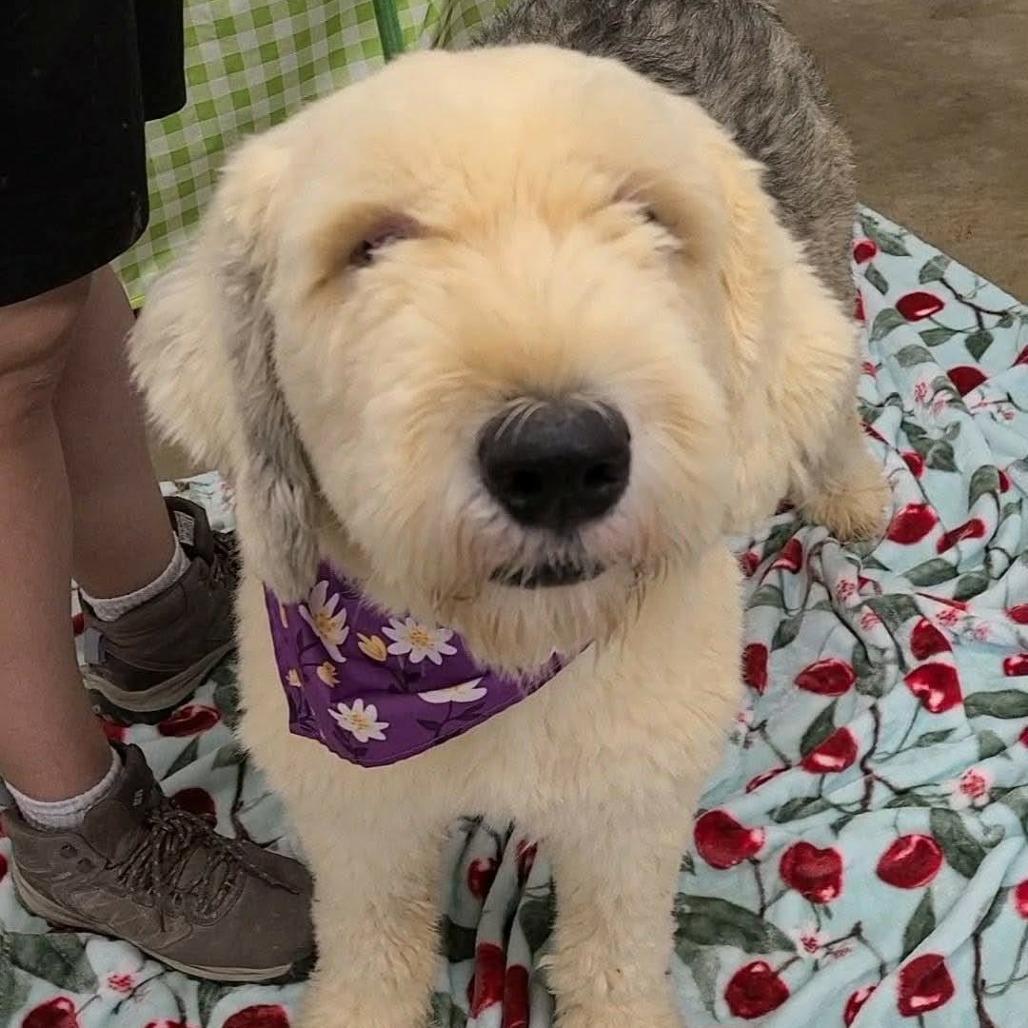 Enlarge Boomer, a Adoptable Sheep Dog in Bessemer, AL image 2/6