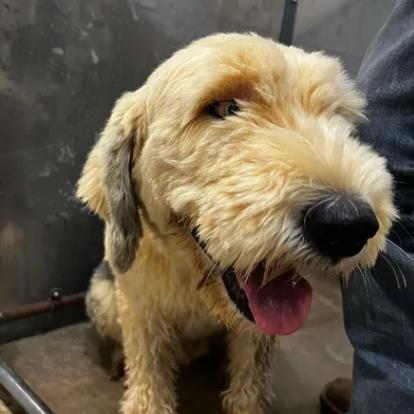 Enlarge Boomer, a Adoptable Sheep Dog in Bessemer, AL image 6/6
