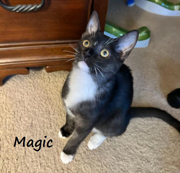 Enlarge Magic #smoke-tuxedo, a Adoptable mixed breed in Houston, TX image 3/3