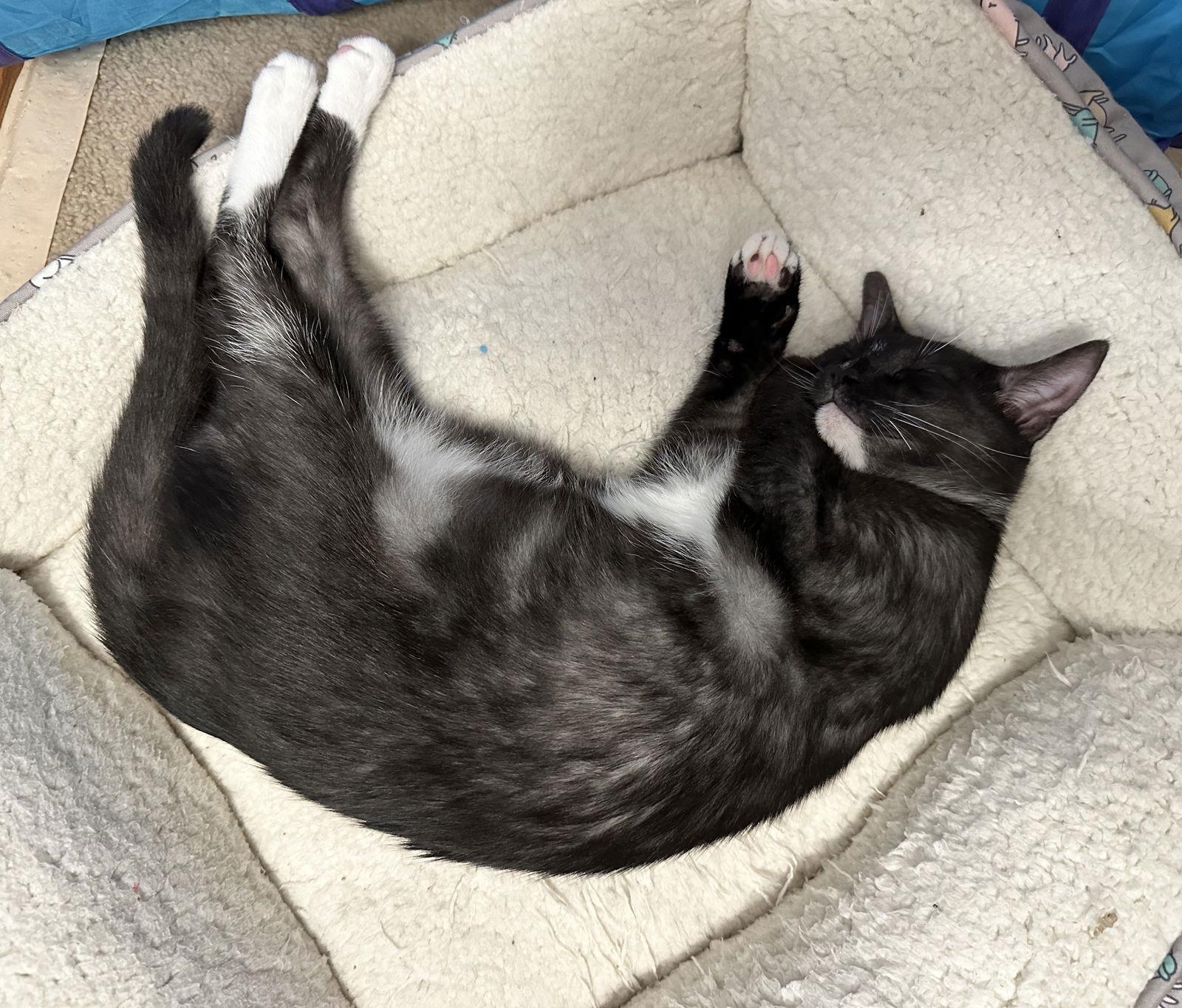 Enlarge Magic #smoke-tuxedo, a Adoptable mixed breed in Houston, TX image 2/3