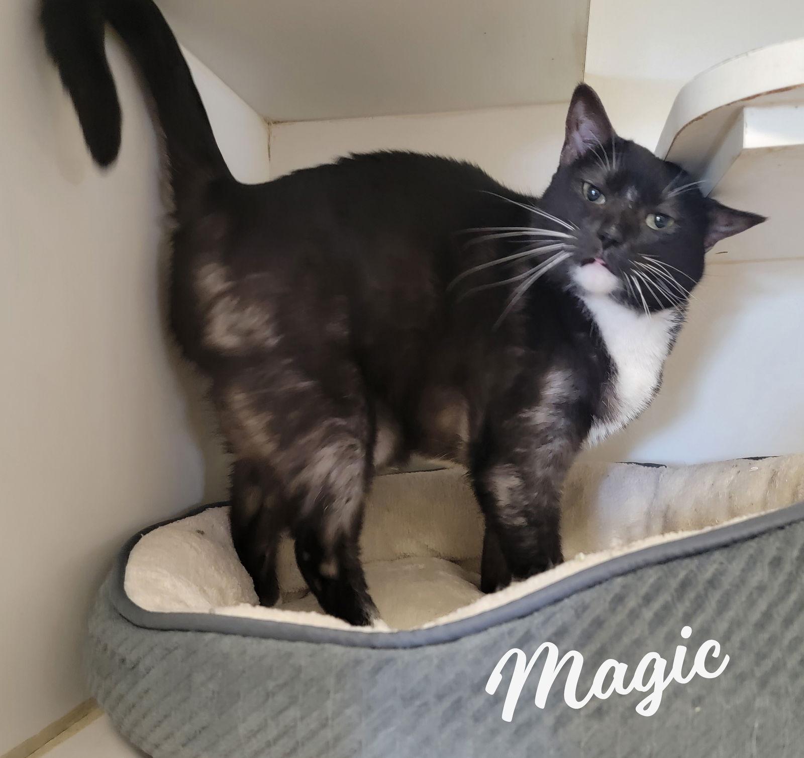 Magic #smoke-tuxedo, Adoptable, Adult Female Tuxedo & Domestic Short Hair.