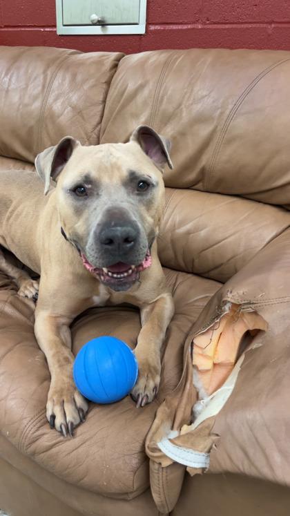 Jack, a Adoptable mixed breed in Fishers, IN image 1/3