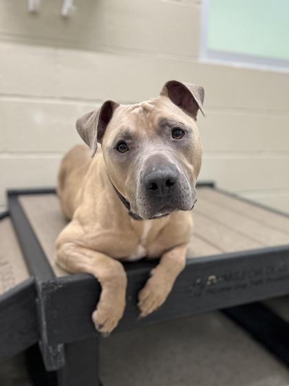 Jack, a Adoptable mixed breed in Fishers, IN image 2/3
