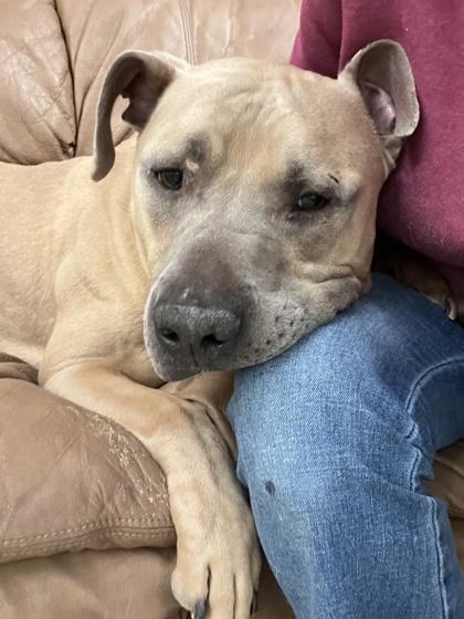 Jack, a Adoptable mixed breed in Fishers, IN image 3/3
