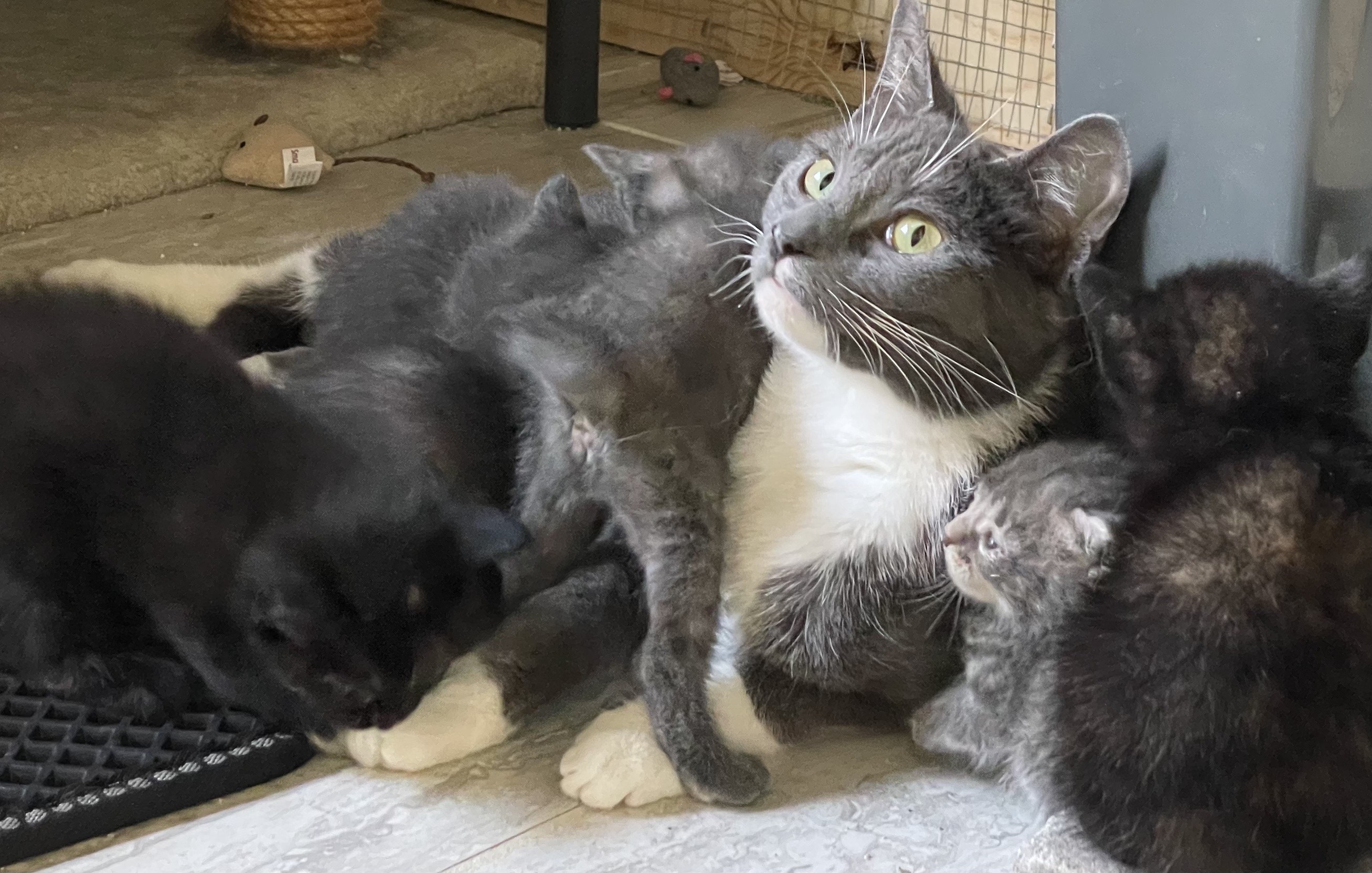 Charlotte & Ethel  *Bonded Pair*, an adoptable Domestic Short Hair in Kenosha, WI, 53140 | Photo Image 5