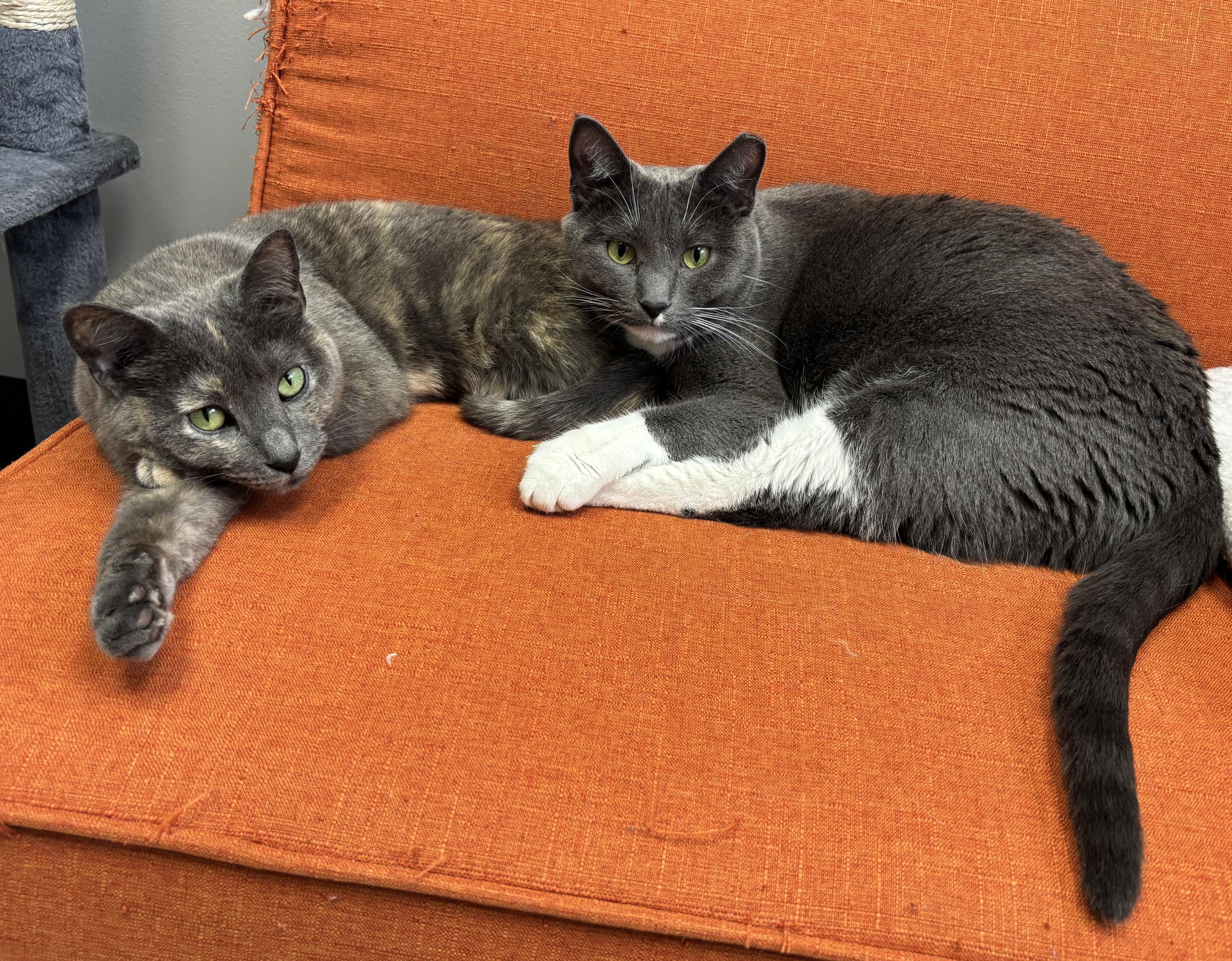 Charlotte & Ethel  *Bonded Pair*, an adoptable Domestic Short Hair in Kenosha, WI, 53140 | Photo Image 3