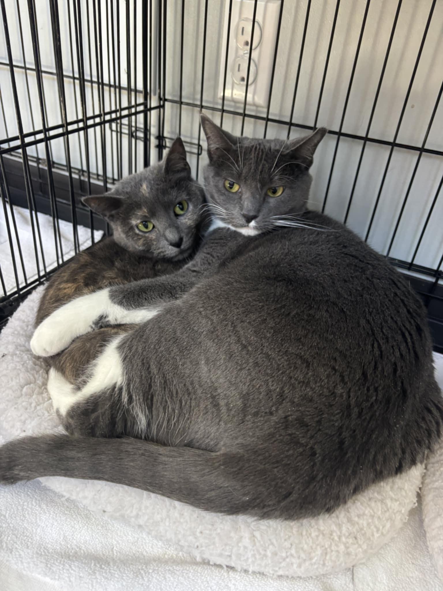 Charlotte & Ethel  *Bonded Pair*, an adoptable Domestic Short Hair in Kenosha, WI, 53140 | Photo Image 1