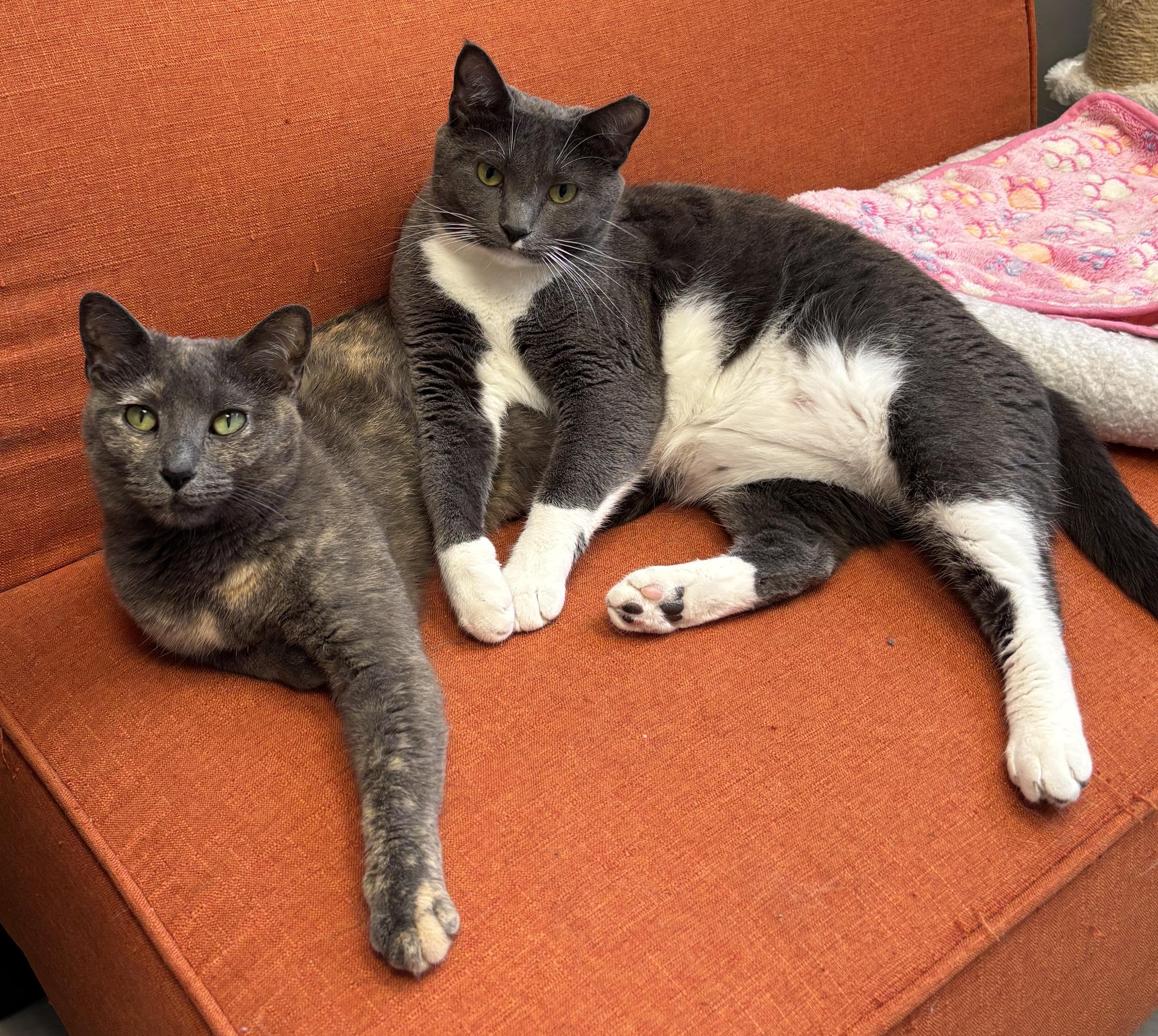 Enlarge Charlotte & Ethel  *Bonded Pair*, a Adoptable Domestic Short Hair in Kenosha, WI image 3/5