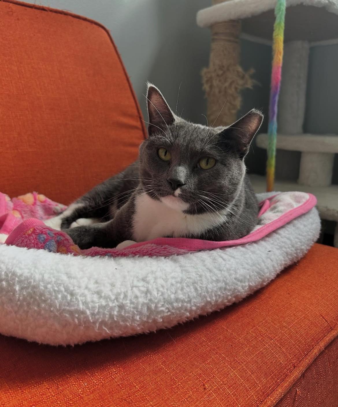 Charlotte & Ethel  *Bonded Pair*, an adoptable Domestic Short Hair in Kenosha, WI, 53140 | Photo Image 4