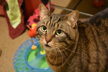 Enlarge Skrat, a Adoptable mixed breed in Kansas City, MO image 1/2
