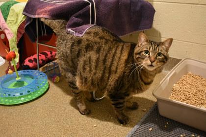Enlarge Skrat, a Adoptable mixed breed in Kansas City, MO image 2/2