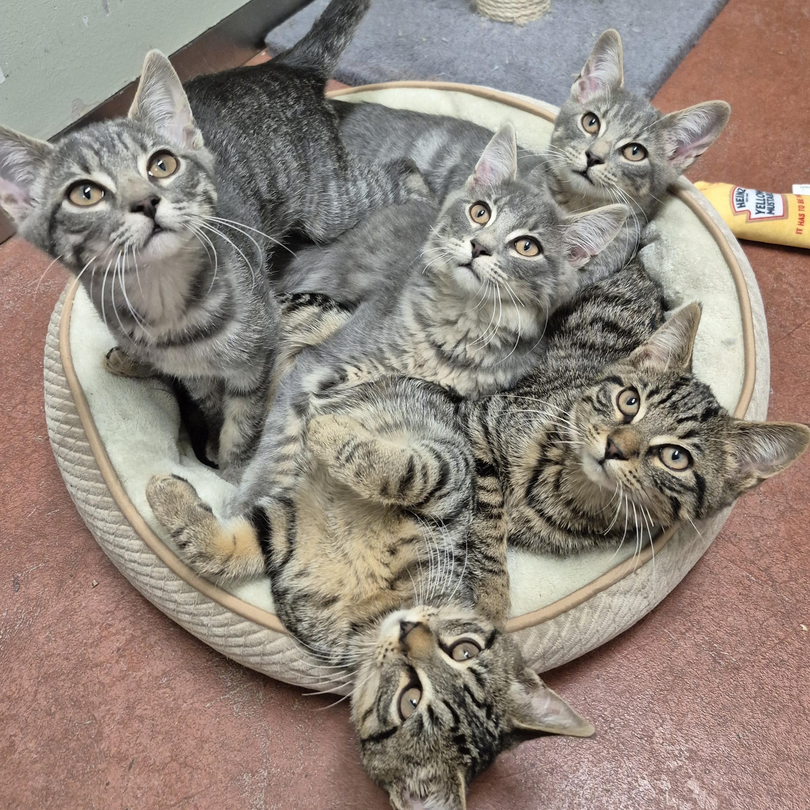 Wrigley, a Adoptable Domestic Short Hair in Tioga, PA image 5/6
