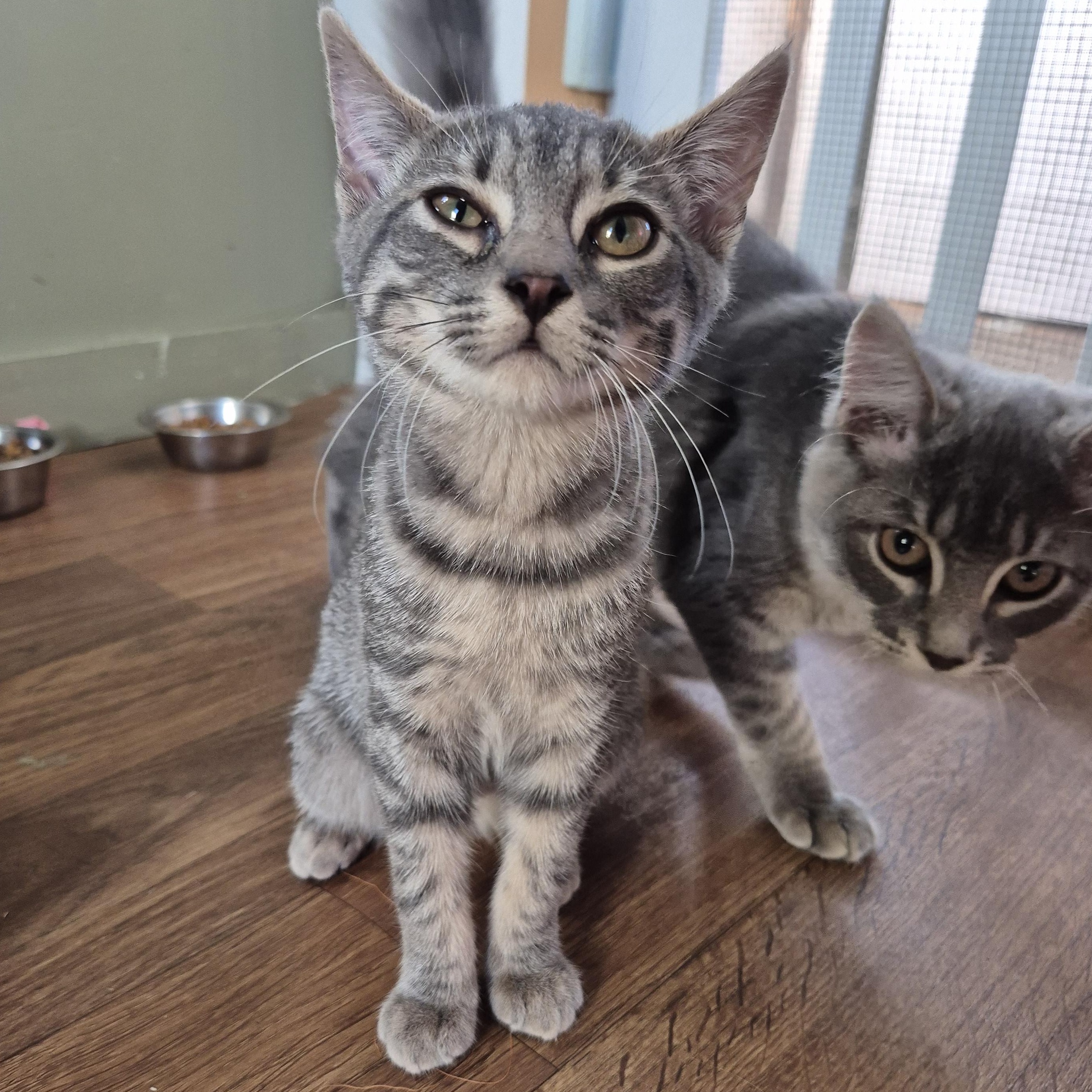 Wrigley, a Adoptable Domestic Short Hair in Tioga, PA image 4/6