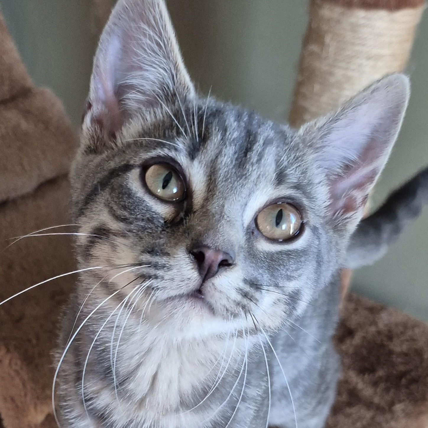 Wrigley, a Adoptable Domestic Short Hair in Tioga, PA image 1/6
