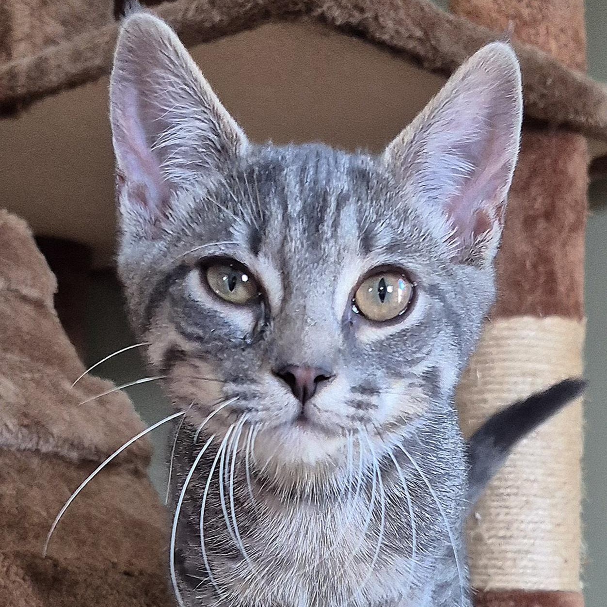 Wrigley, a Adoptable Domestic Short Hair in Tioga, PA image 3/6