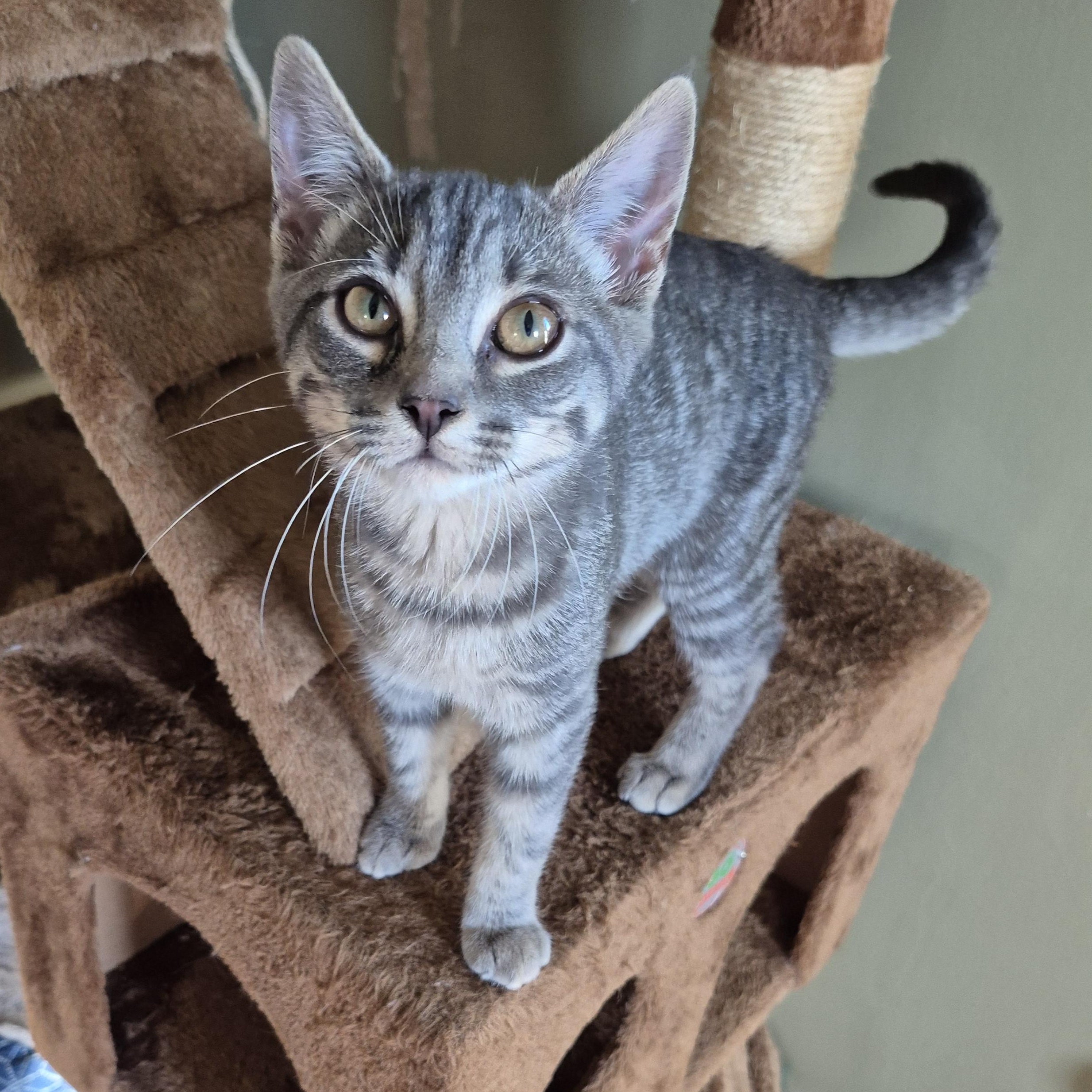 Wrigley, a Adoptable Domestic Short Hair in Tioga, PA image 2/6