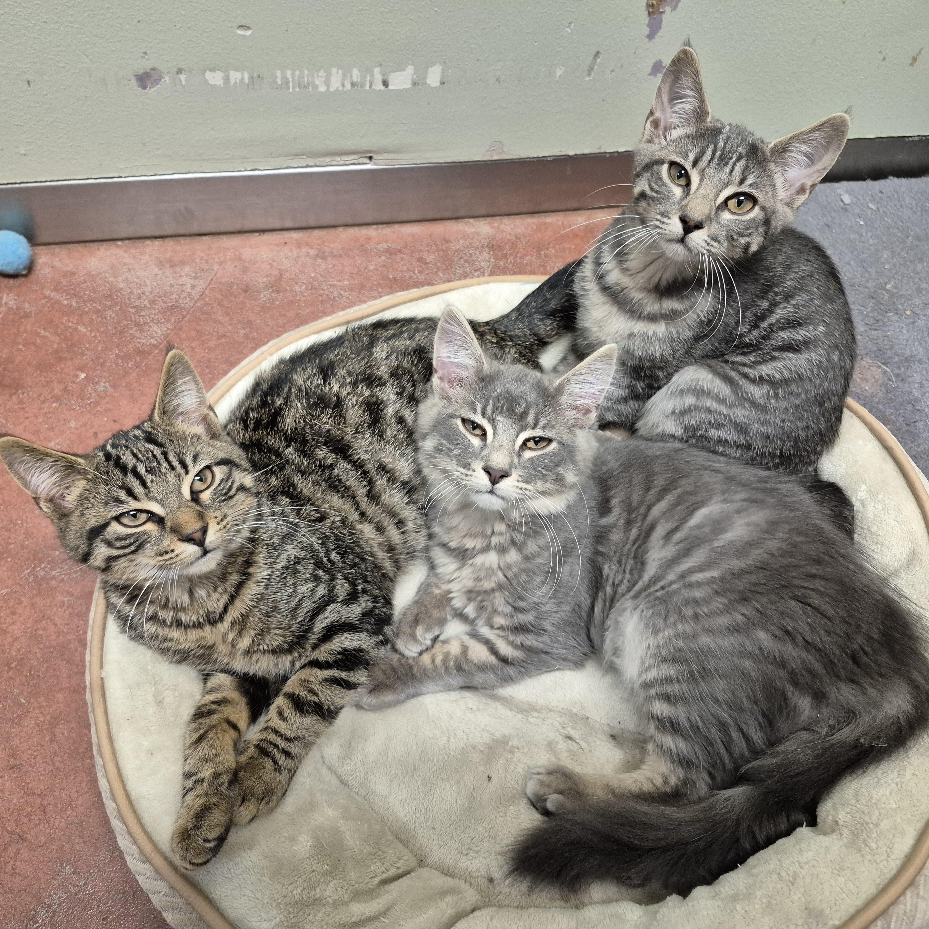 Wrigley, a Adoptable Domestic Short Hair in Tioga, PA image 6/6