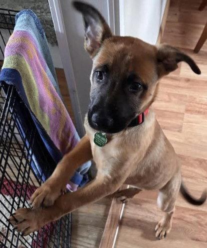 Josh, Adoptable, Puppy Male Shepherd & Pit Bull Terrier.