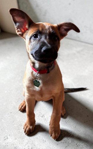 Josh, a Adoptable mixed breed in Tonawanda, NY image 2/3