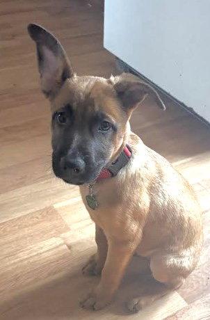 Josh, a Adoptable mixed breed in Tonawanda, NY image 3/3