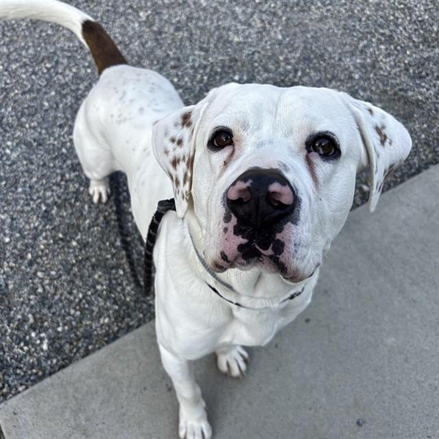 WILL, Adoptable, Young Male Boxer & Mixed Breed.