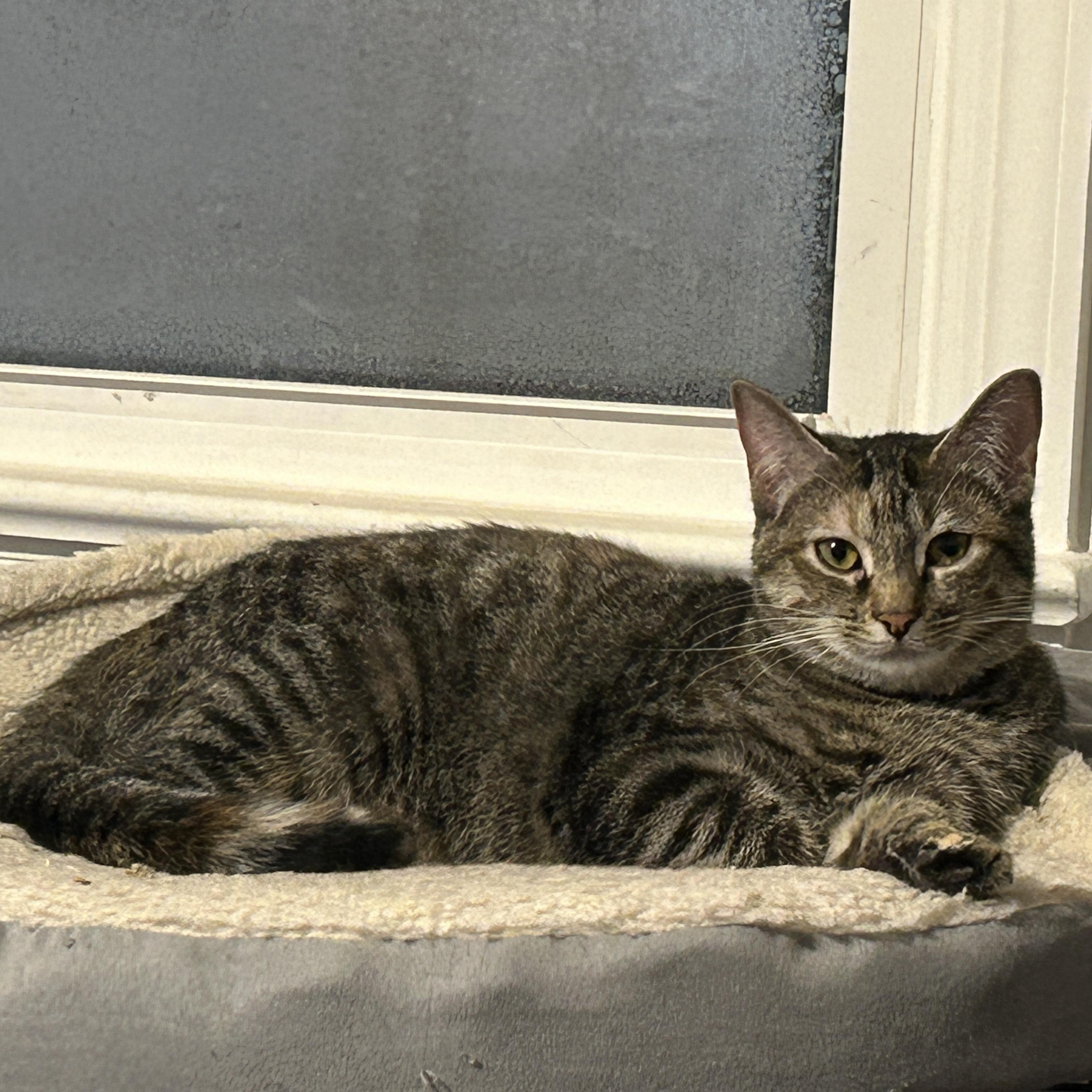 Mario & Martha, a Adoptable Domestic Short Hair in Frederick, MD image 3/4