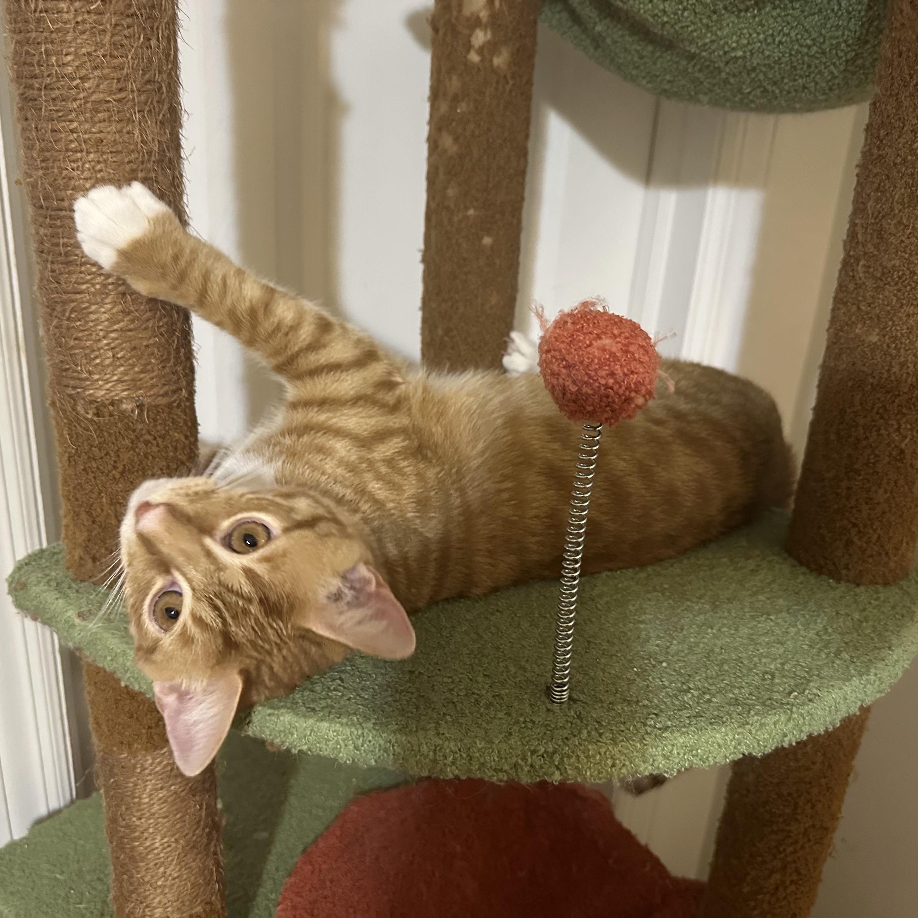 Mario & Martha, a Adoptable Domestic Short Hair in Frederick, MD image 4/4