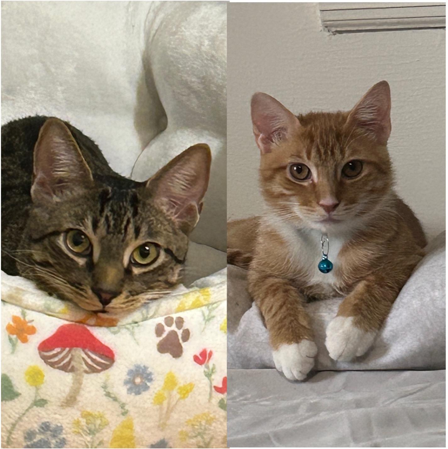 Mario & Martha, Adoptable, Young Female Domestic Short Hair.