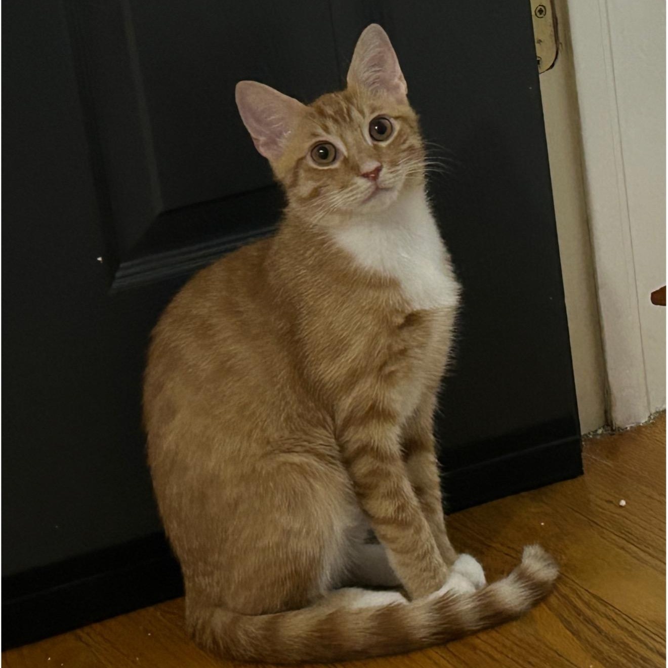 Mario & Martha, a Adoptable Domestic Short Hair in Frederick, MD image 2/4