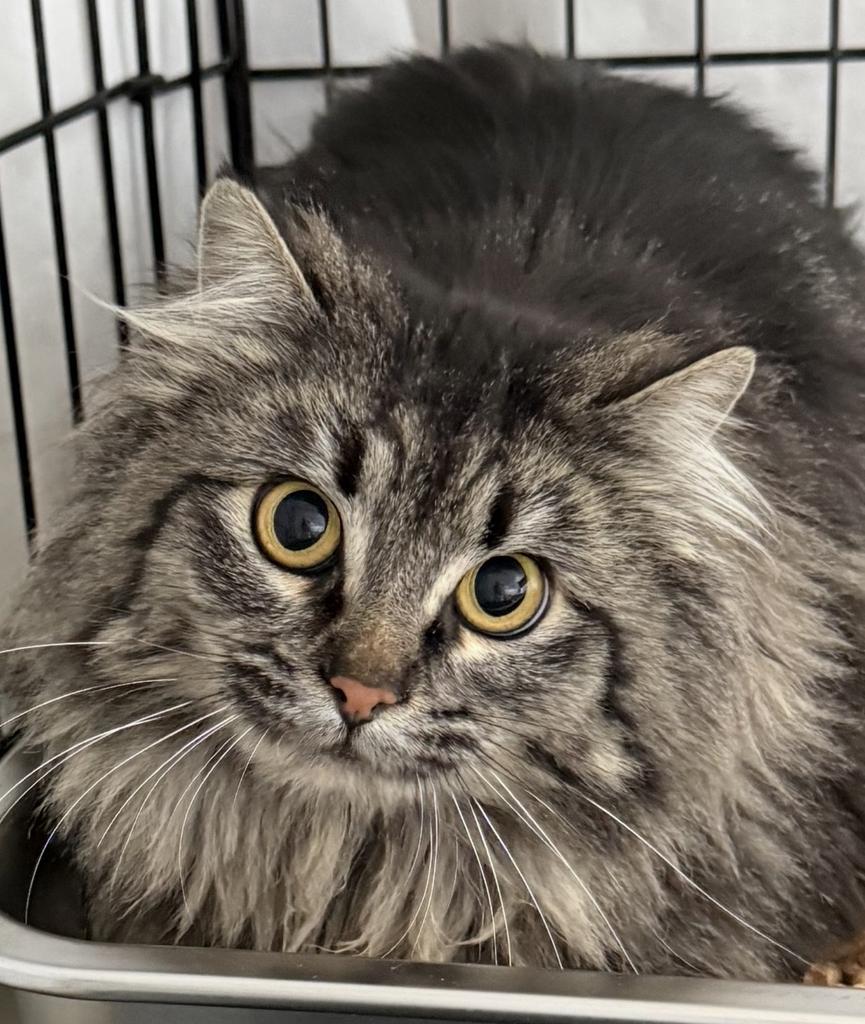 Enlarge Moira, a Adoptable mixed breed in Ontario, OR image 1/1