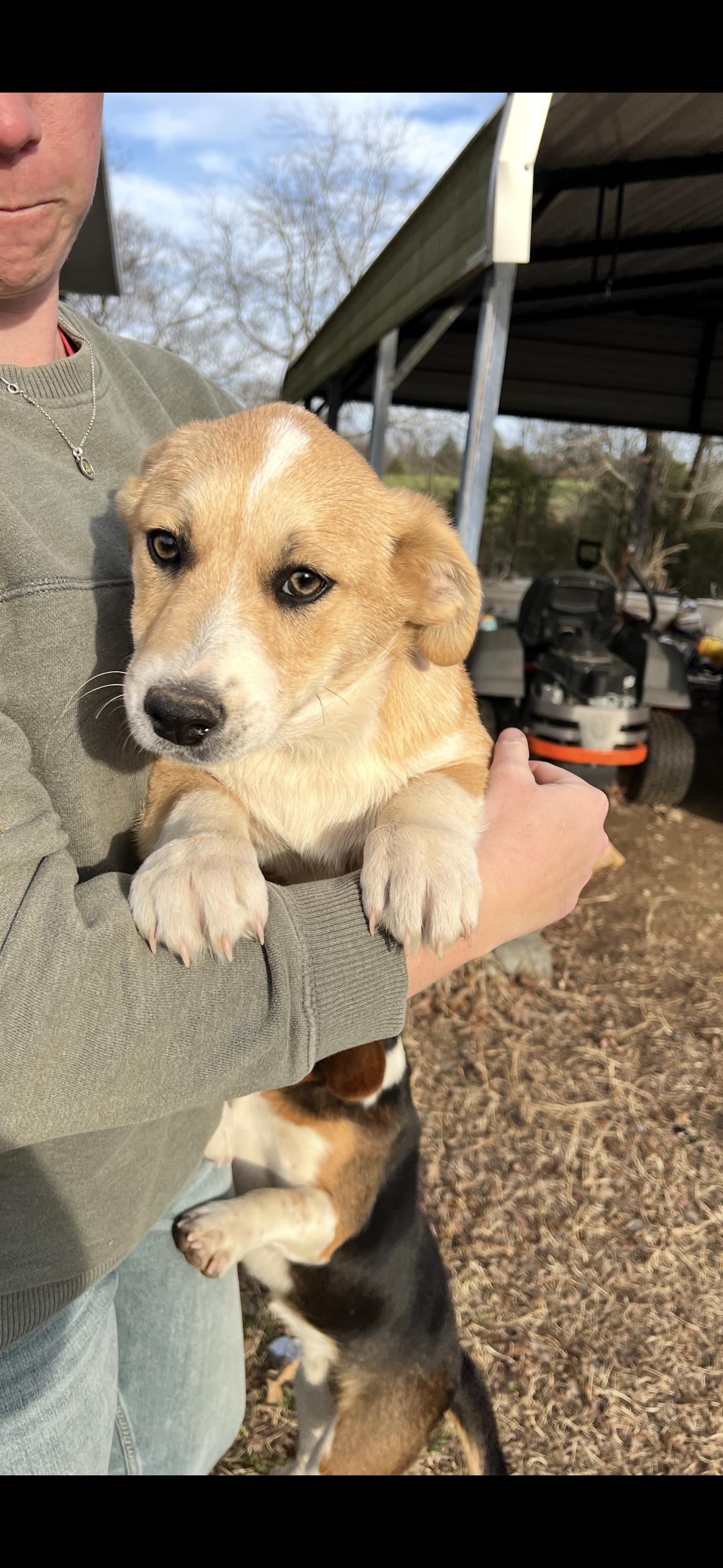 windsor, Adopted, Puppy Male Corgi.