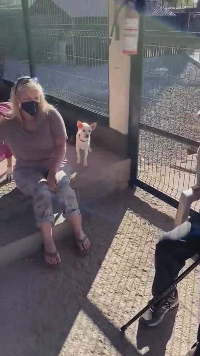 Enlarge Yoda, a Adopted mixed breed in Portland, OR video 5/9