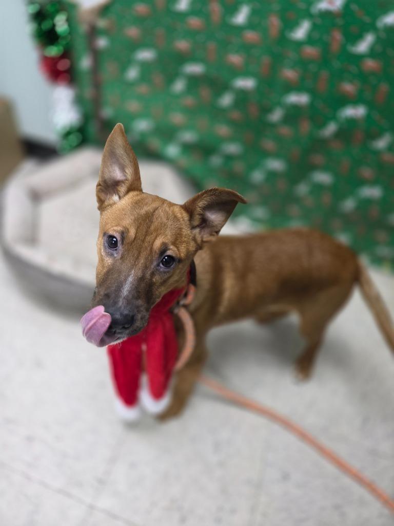 AJ-Adoptable, a Adoptable Shepherd in Chickamauga , GA image 2/3