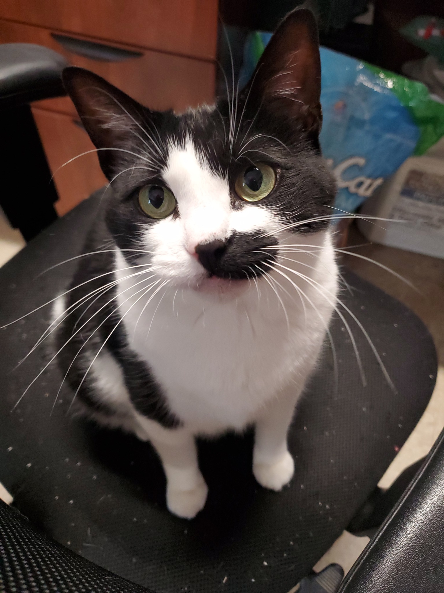 Gigi, a hold Domestic Short Hair in Glendale, NY image 2/5