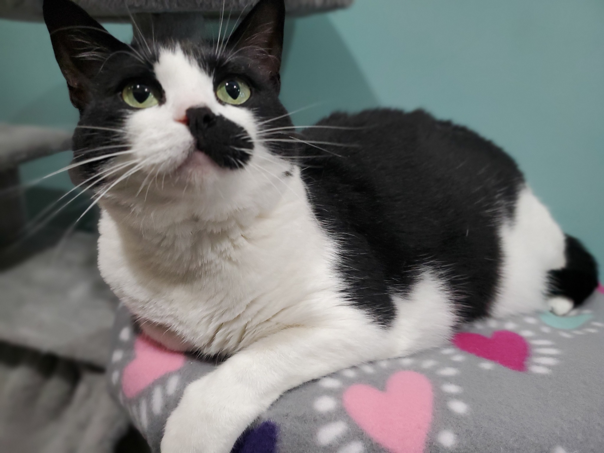 Gigi, a hold Domestic Short Hair in Glendale, NY image 5/5