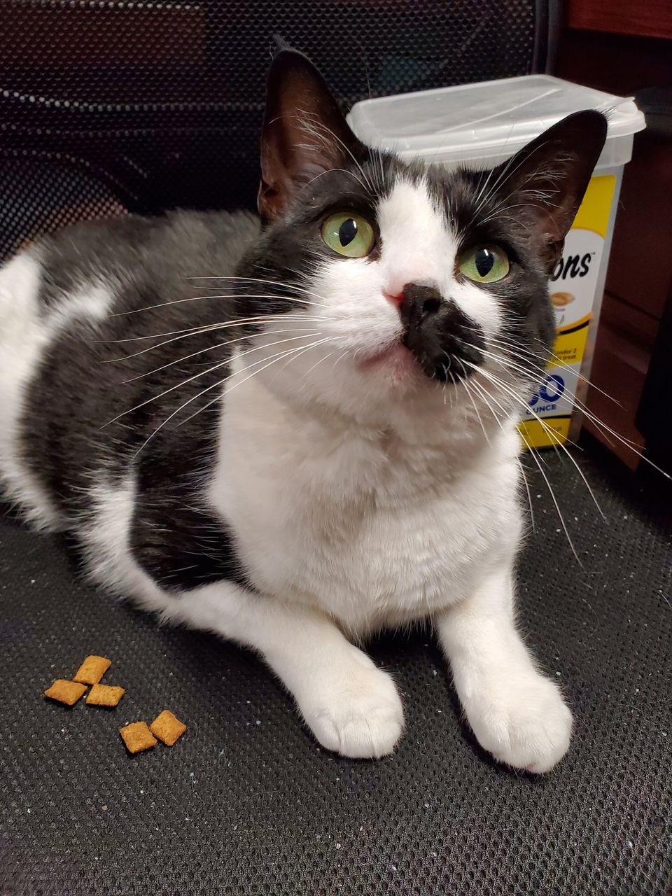 Gigi, a hold Domestic Short Hair in Glendale, NY image 4/5