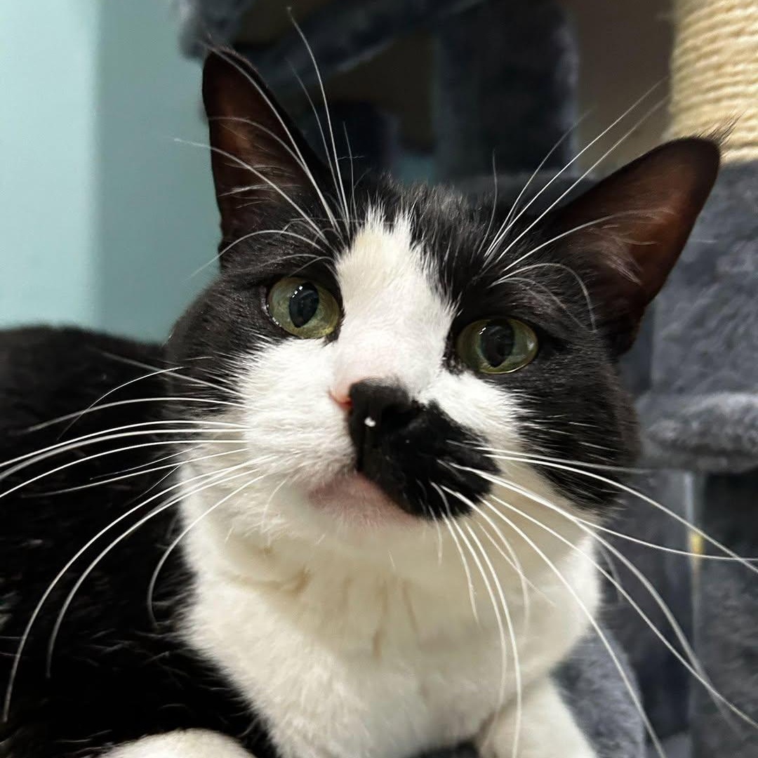 Gigi, a hold Domestic Short Hair in Glendale, NY image 1/5